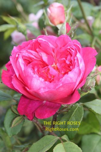 The best rose review of rose 'Benjamin Britten' by The Right Roses. David Austin. Our in-depth reviews have been trusted by millions gardeners worldwide. The Right Roses team uses our own The Right Roses Score, which is the most comprehensive rose rating system in the world, to assess the overall quality of a rose. All information and rose products: best top garden store, Rosen Kordes, Rosen Tantau, english roses, rose products, rose rating, the right leap, rose food, fertilizer.