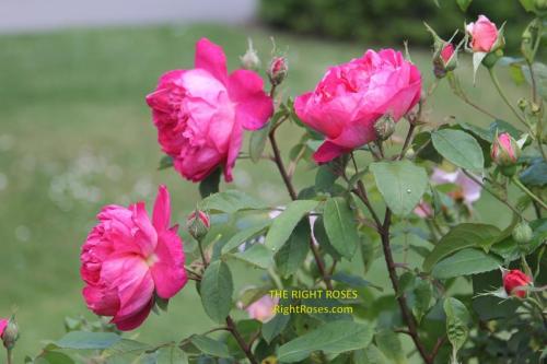 The best rose review of rose 'Benjamin Britten' by The Right Roses. David Austin. Our in-depth reviews have been trusted by millions gardeners worldwide. The Right Roses team uses our own The Right Roses Score, which is the most comprehensive rose rating system in the world, to assess the overall quality of a rose. All information and rose products: best top garden store, Rosen Kordes, Rosen Tantau, english roses, rose products, rose rating, the right leap, rose food, fertilizer.