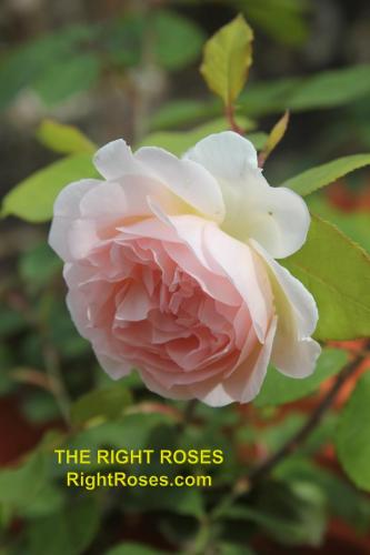 The Right Roses presents you with the best rose review of rose ‘Bliss Parfuma’ (aka. Märchenzauber, Bliss, Fairytale Magic) | Kordes 2015. Millions of gardeners from all over the world have trusted our in-depth reviews. The Right Roses team uses our own, bespoke The Right Roses Score, which is the most comprehensive rose rating system in the world, to assess the overall quality of a rose. We review all the very best roses from all the best rose breeders such as Rosen Kordes, Rosen Tantau, Delbard, David Austin Roses. The Right Roses is also running the best gardening club for the very best connoisseur gardeners Righttify.com. At Righttify.com, connoisseur sellers can sell new garden plants, resell pre-loved garden plants. In addition, buyers can buy the very best plants in the world.