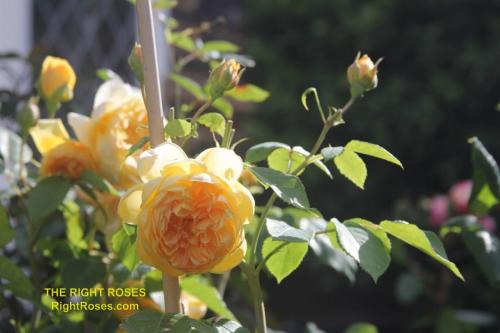 The Right Roses presents you with the best rose review of rose 'Bring Me Sunshine' | David Austin 2022. Millions of gardeners from all over the world have trusted our in-depth reviews. The Right Roses team uses our own, bespoke The Right Roses Score, which is the most comprehensive rose rating system in the world, to assess the overall quality of a rose. We review all the very best roses from all the best rose breeders such as Rosen Kordes, Rosen Tantau, Delbard, David Austin Roses. The Right Roses is also running the best gardening club for the very best connoisseur gardeners Righttify.com. At Righttify.com, connoisseur sellers can sell new garden plants, resell pre-loved garden plants. In addition, buyers can buy the very best plants in the world.