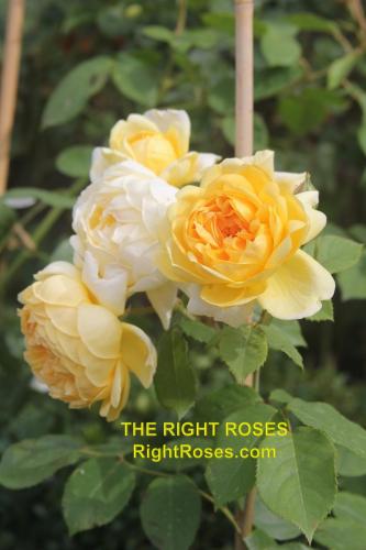 The Right Roses presents you with the best rose review of rose 'Bring Me Sunshine' | David Austin 2022. Millions of gardeners from all over the world have trusted our in-depth reviews. The Right Roses team uses our own, bespoke The Right Roses Score, which is the most comprehensive rose rating system in the world, to assess the overall quality of a rose. We review all the very best roses from all the best rose breeders such as Rosen Kordes, Rosen Tantau, Delbard, David Austin Roses. The Right Roses is also running the best gardening club for the very best connoisseur gardeners Righttify.com. At Righttify.com, connoisseur sellers can sell new garden plants, resell pre-loved garden plants. In addition, buyers can buy the very best plants in the world.