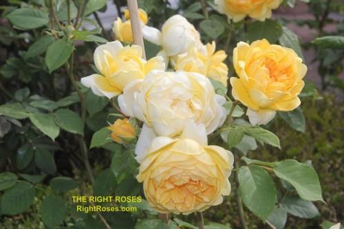 The Right Roses presents you with the best rose review of rose 'Bring Me Sunshine' | David Austin 2022. Millions of gardeners from all over the world have trusted our in-depth reviews. The Right Roses team uses our own, bespoke The Right Roses Score, which is the most comprehensive rose rating system in the world, to assess the overall quality of a rose. We review all the very best roses from all the best rose breeders such as Rosen Kordes, Rosen Tantau, Delbard, David Austin Roses. The Right Roses is also running the best gardening club for the very best connoisseur gardeners Righttify.com. At Righttify.com, connoisseur sellers can sell new garden plants, resell pre-loved garden plants. In addition, buyers can buy the very best plants in the world.