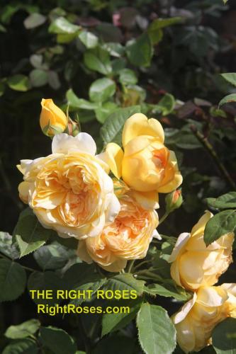 The Right Roses presents you with the best rose review of rose 'Bring Me Sunshine' | David Austin 2022. Millions of gardeners from all over the world have trusted our in-depth reviews. The Right Roses team uses our own, bespoke The Right Roses Score, which is the most comprehensive rose rating system in the world, to assess the overall quality of a rose. We review all the very best roses from all the best rose breeders such as Rosen Kordes, Rosen Tantau, Delbard, David Austin Roses. The Right Roses is also running the best gardening club for the very best connoisseur gardeners Righttify.com. At Righttify.com, connoisseur sellers can sell new garden plants, resell pre-loved garden plants. In addition, buyers can buy the very best plants in the world.