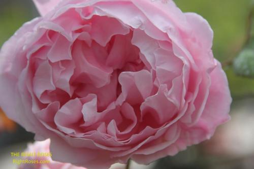 The best rose review of rose 'Brother Cadfael' by The Right Roses. Our in-depth reviews have been trusted by millions gardeners worldwide. The Right Roses team uses our own The Right Roses Score, which is the most comprehensive rose rating system, to assess the overall quality of a rose. All information and rose products: best top garden store, david austin, english roses, rose products, rose rating, the right leap, rose food, fertilizer