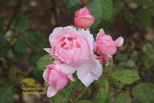 Brother Cadfael rose review the right roses score best top garden store david austin english roses rose products rose rating the right leap rose food fertilizer