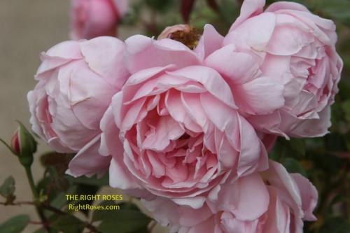 Brother Cadfael rose review the right roses score best top garden store david austin english roses rose products rose rating the right leap rose food fertilizer