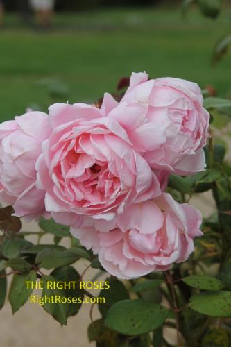 Brother Cadfael rose review the right roses score best top garden store david austin english roses rose products rose rating the right leap rose food fertilizer