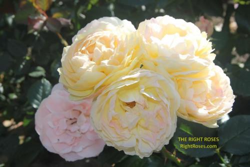 The best rose review of rose 'CHATEAU DE CHEVERNY BELLE DE JOUR' by The Right Roses. David Austin. Our in-depth reviews have been trusted by millions gardeners worldwide. The Right Roses team uses our own, bespoke The Right Roses Score, which is the most comprehensive rose rating system in the world, to assess the overall quality of a rose. All information and rose products: best top garden store, Rosen Kordes, Rosen Tantau, Delbard, english roses, rose products, rose rating, the right leap, rose food, fertilizer. The Right Roses Store. English Romance Collection.