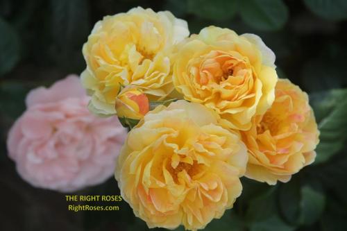 The best rose review of rose 'CHATEAU DE CHEVERNY BELLE DE JOUR' by The Right Roses. David Austin. Our in-depth reviews have been trusted by millions gardeners worldwide. The Right Roses team uses our own, bespoke The Right Roses Score, which is the most comprehensive rose rating system in the world, to assess the overall quality of a rose. All information and rose products: best top garden store, Rosen Kordes, Rosen Tantau, Delbard, english roses, rose products, rose rating, the right leap, rose food, fertilizer. The Right Roses Store. English Romance Collection.