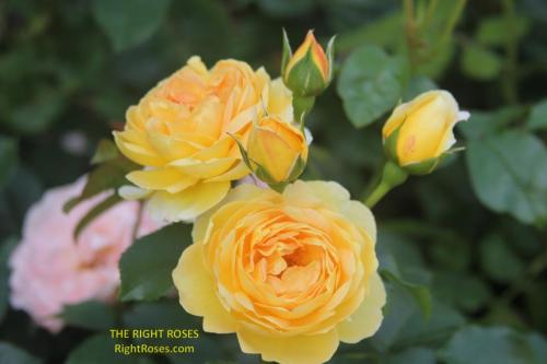 The best rose review of rose 'CHATEAU DE CHEVERNY BELLE DE JOUR' by The Right Roses. David Austin. Our in-depth reviews have been trusted by millions gardeners worldwide. The Right Roses team uses our own, bespoke The Right Roses Score, which is the most comprehensive rose rating system in the world, to assess the overall quality of a rose. All information and rose products: best top garden store, Rosen Kordes, Rosen Tantau, Delbard, english roses, rose products, rose rating, the right leap, rose food, fertilizer. The Right Roses Store. English Romance Collection.