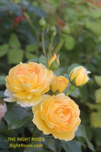 The best rose review of rose 'CHATEAU DE CHEVERNY BELLE DE JOUR' by The Right Roses. David Austin. Our in-depth reviews have been trusted by millions gardeners worldwide. The Right Roses team uses our own, bespoke The Right Roses Score, which is the most comprehensive rose rating system in the world, to assess the overall quality of a rose. All information and rose products: best top garden store, Rosen Kordes, Rosen Tantau, Delbard, english roses, rose products, rose rating, the right leap, rose food, fertilizer. The Right Roses Store. English Romance Collection.