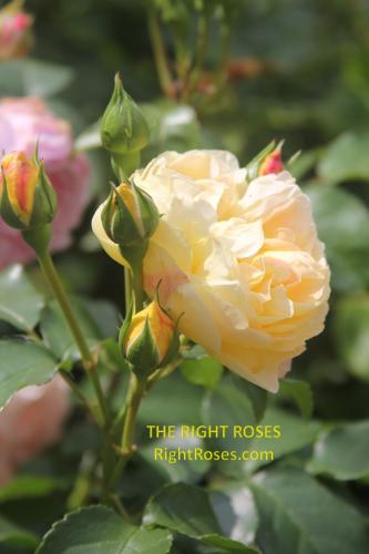 The best rose review of rose 'CHATEAU DE CHEVERNY BELLE DE JOUR' by The Right Roses. David Austin. Our in-depth reviews have been trusted by millions gardeners worldwide. The Right Roses team uses our own, bespoke The Right Roses Score, which is the most comprehensive rose rating system in the world, to assess the overall quality of a rose. All information and rose products: best top garden store, Rosen Kordes, Rosen Tantau, Delbard, english roses, rose products, rose rating, the right leap, rose food, fertilizer. The Right Roses Store. English Romance Collection.