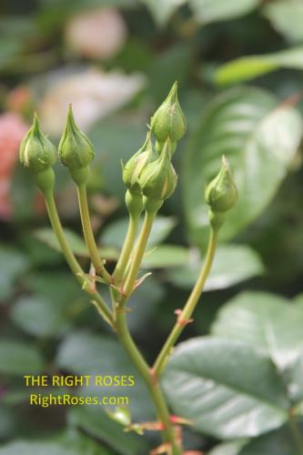 The best rose review of rose 'CHATEAU DE CHEVERNY BELLE DE JOUR' by The Right Roses. David Austin. Our in-depth reviews have been trusted by millions gardeners worldwide. The Right Roses team uses our own, bespoke The Right Roses Score, which is the most comprehensive rose rating system in the world, to assess the overall quality of a rose. All information and rose products: best top garden store, Rosen Kordes, Rosen Tantau, Delbard, english roses, rose products, rose rating, the right leap, rose food, fertilizer. The Right Roses Store. English Romance Collection.