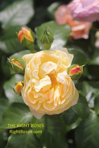 The best rose review of rose 'CHATEAU DE CHEVERNY BELLE DE JOUR' by The Right Roses. David Austin. Our in-depth reviews have been trusted by millions gardeners worldwide. The Right Roses team uses our own, bespoke The Right Roses Score, which is the most comprehensive rose rating system in the world, to assess the overall quality of a rose. All information and rose products: best top garden store, Rosen Kordes, Rosen Tantau, Delbard, english roses, rose products, rose rating, the right leap, rose food, fertilizer. The Right Roses Store. English Romance Collection.