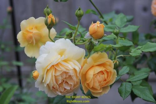 Carolyn Knight rose review the right roses score best top garden store david austin english roses rose products rose rating the right leap rose food fertilizer