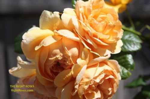 Carolyn Knight rose review the right roses score best top garden store david austin english roses rose products rose rating the right leap rose food fertilizer