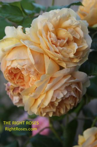 Carolyn Knight rose review the right roses score best top garden store david austin english roses rose products rose rating the right leap rose food fertilizer