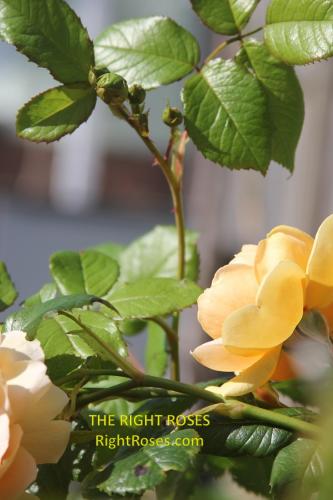 Carolyn Knight rose review the right roses score best top garden store david austin english roses rose products rose rating the right leap rose food fertilizer