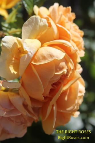 Carolyn Knight rose review the right roses score best top garden store david austin english roses rose products rose rating the right leap rose food fertilizer