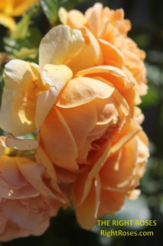 Carolyn Knight rose review the right roses score best top garden store david austin english roses rose products rose rating the right leap rose food fertilizer