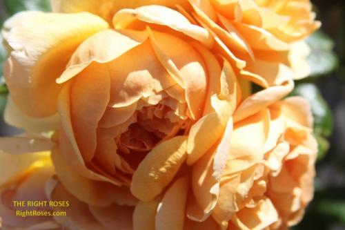 Carolyn Knight rose review the right roses score best top garden store david austin english roses rose products rose rating the right leap rose food fertilizer