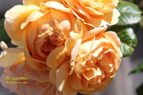 Carolyn Knight rose review the right roses score best top garden store david austin english roses rose products rose rating the right leap rose food fertilizer