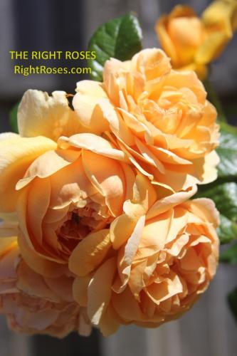 Carolyn Knight rose review the right roses score best top garden store david austin english roses rose products rose rating the right leap rose food fertilizer
