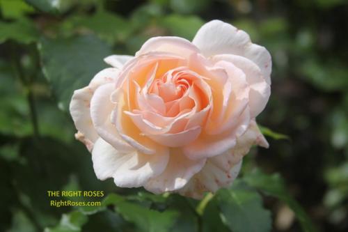 The best rose review of rose 'Chandos Beauty' by The Right Roses. David Austin. Our in-depth reviews have been trusted by millions gardeners worldwide. The Right Roses team uses our own, bespoke The Right Roses Score, which is the most comprehensive rose rating system in the world, to assess the overall quality of a rose. All information and rose products: best top garden store, Rosen Kordes, Rosen Tantau, Delbard, english roses, rose products, rose rating, the right leap, rose food, fertilizer. The Right Roses Store. English Romance Collection.