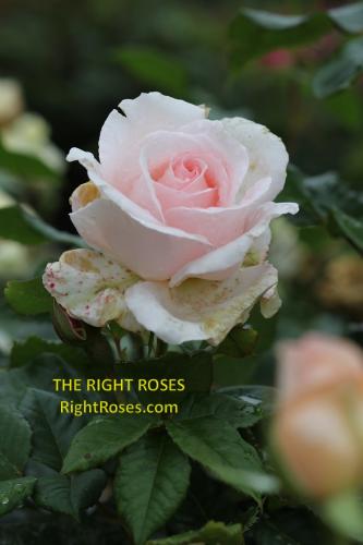 The best rose review of rose 'Chandos Beauty' by The Right Roses. David Austin. Our in-depth reviews have been trusted by millions gardeners worldwide. The Right Roses team uses our own, bespoke The Right Roses Score, which is the most comprehensive rose rating system in the world, to assess the overall quality of a rose. All information and rose products: best top garden store, Rosen Kordes, Rosen Tantau, Delbard, english roses, rose products, rose rating, the right leap, rose food, fertilizer. The Right Roses Store. English Romance Collection.