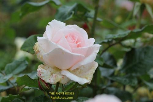 The best rose review of rose 'Chandos Beauty' by The Right Roses. David Austin. Our in-depth reviews have been trusted by millions gardeners worldwide. The Right Roses team uses our own, bespoke The Right Roses Score, which is the most comprehensive rose rating system in the world, to assess the overall quality of a rose. All information and rose products: best top garden store, Rosen Kordes, Rosen Tantau, Delbard, english roses, rose products, rose rating, the right leap, rose food, fertilizer. The Right Roses Store. English Romance Collection.