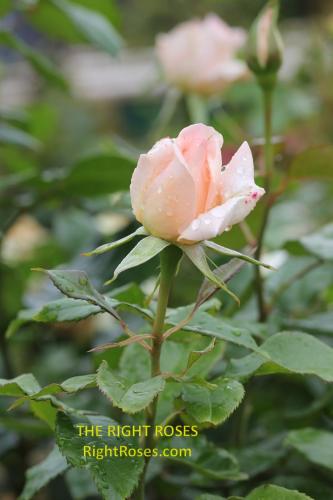 The best rose review of rose 'Chandos Beauty' by The Right Roses. David Austin. Our in-depth reviews have been trusted by millions gardeners worldwide. The Right Roses team uses our own, bespoke The Right Roses Score, which is the most comprehensive rose rating system in the world, to assess the overall quality of a rose. All information and rose products: best top garden store, Rosen Kordes, Rosen Tantau, Delbard, english roses, rose products, rose rating, the right leap, rose food, fertilizer. The Right Roses Store. English Romance Collection.