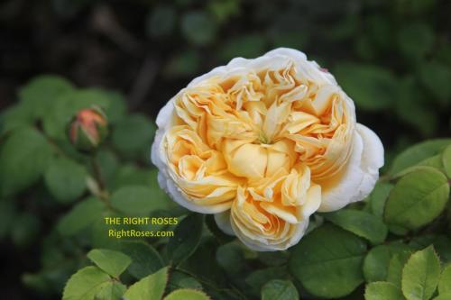 charles darwin rose review the right roses score best top garden store david austin english roses rose products rose rating the right leap rose food