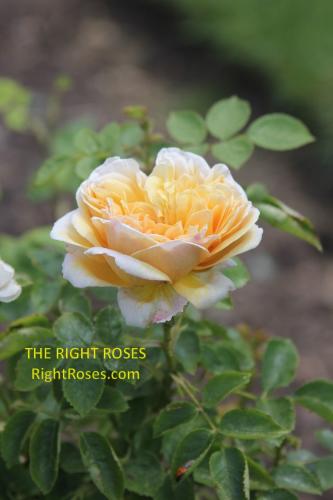 charles darwin rose review the right roses score best top garden store david austin english roses rose products rose rating the right leap rose food