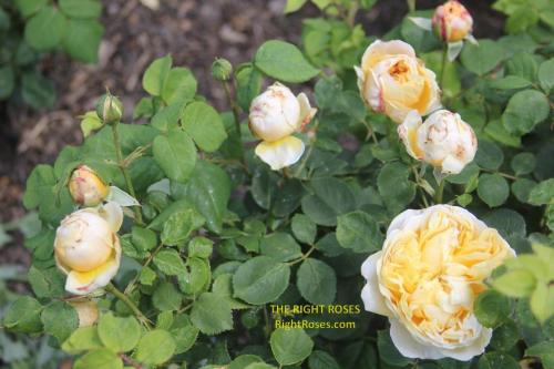 charles darwin rose review the right roses score best top garden store david austin english roses rose products rose rating the right leap rose food