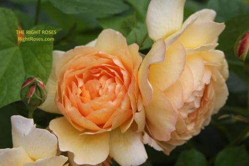 Charlotte rose review the right roses score best top garden store david austin english roses rose products rose rating the right leap rose food fertilizer
