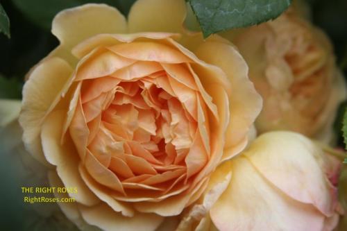 Charlotte rose review the right roses score best top garden store david austin english roses rose products rose rating the right leap rose food fertilizer