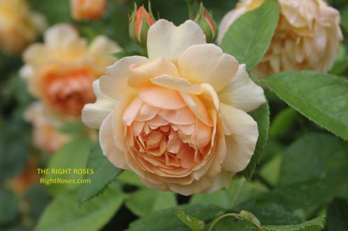 Charlotte rose review the right roses score best top garden store david austin english roses rose products rose rating the right leap rose food fertilizer