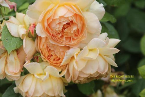 Charlotte rose review the right roses score best top garden store david austin english roses rose products rose rating the right leap rose food fertilizer