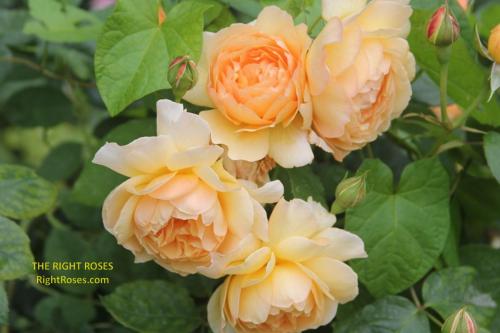 Charlotte rose review the right roses score best top garden store david austin english roses rose products rose rating the right leap rose food fertilizer
