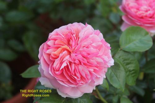 The Right Roses presents you with the best rose review of rose 'Chippendale' (aka. Ali Man, Ali Mau, Duchess of Cornwall, Music Hall, Tan97159, The Duchess of Cornwall) | Rosen Tantau 2005. Millions of gardeners from all over the world have trusted our in-depth reviews. The Right Roses team uses our own, bespoke The Right Roses Score, which is the most comprehensive rose rating system in the world, to assess the overall quality of a rose. We review all the very best roses from all the best rose breeders such as Rosen Kordes, Rosen Tantau, Delbard, David Austin Roses. The Right Roses is also running the best gardening club for the very best connoisseur gardeners and garden designers at Righttify.com. At Righttify.com, connoisseur sellers can design gardens, provide gardening services, and provide garden consulting services.