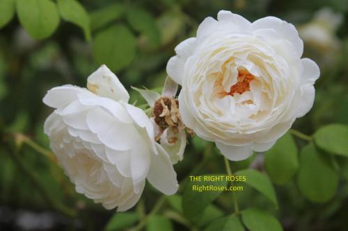 claire austin rose review the right roses score best top garden store david austin english roses rose products rose rating the right leap rose food