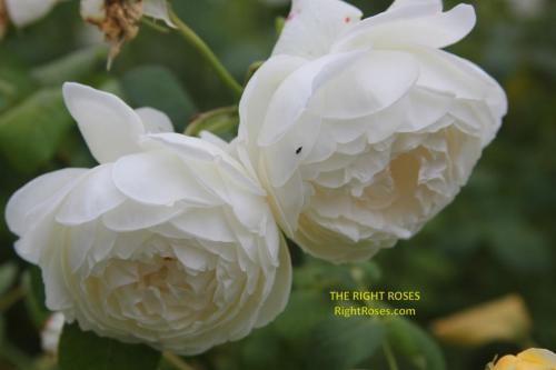 claire austin rose review the right roses score best top garden store david austin english roses rose products rose rating the right leap rose food