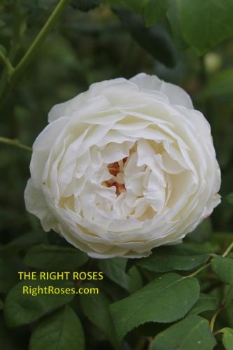 claire austin rose review the right roses score best top garden store david austin english roses rose products rose rating the right leap rose food