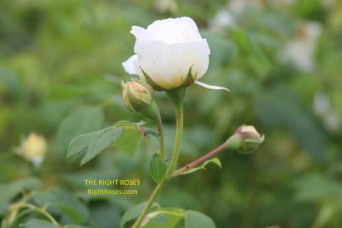 claire austin rose review the right roses score best top garden store david austin english roses rose products rose rating the right leap rose food