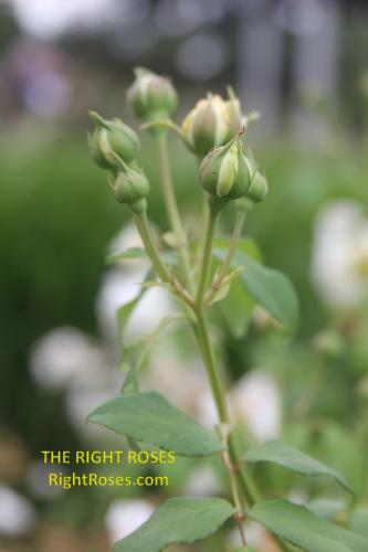 claire austin rose review the right roses score best top garden store david austin english roses rose products rose rating the right leap rose food