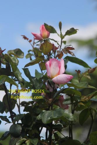 Compassion rose review the right roses score best top garden store david austin english roses rose products rose rating the right leap rose food fertilizer