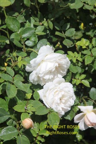 crocus rose review the right roses score best top garden store david austin english roses rose products rose rating the right leap rose food fertilizer