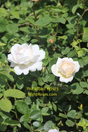 crocus rose review the right roses score best top garden store david austin english roses rose products rose rating the right leap rose food fertilizer
