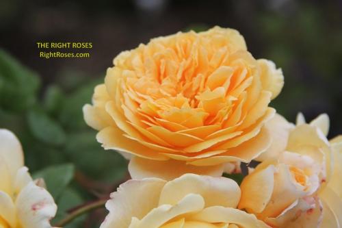 crown princess margareta rose review the right roses score best top garden store david austin english roses rose products rose rating the right leap rose food