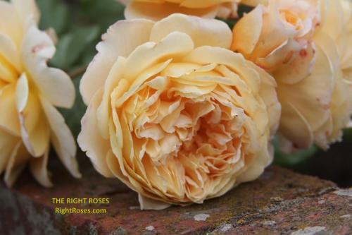 crown princess margareta rose review the right roses score best top garden store david austin english roses rose products rose rating the right leap rose food